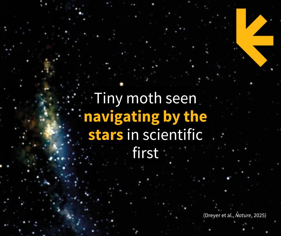 ScienceAlert (@sciencealert) on Twitter photo When the warmer days of spring spread across the country, billions of bogong moths up stakes and fly, unerringly and only at night, up to 1,000 kilometers to a place they have never been before. <a href="/lunduniversity/">Lund University</a>
sciencealert.com/tiny-moth-seen… When the warmer days of spring spread across the country, billions of bogong moths up stakes and fly, unerringly and only at night, up to 1,000 kilometers to a place they have never been before. <a href="/lunduniversity/">Lund University</a>
sciencealert.com/tiny-moth-seen…