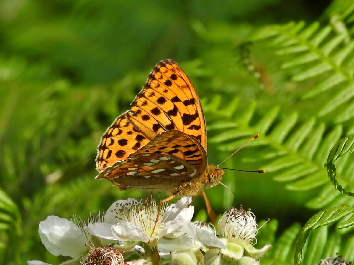 alanbodd's tweet image. Couple of photos of my 1st ever High Brown Fritillary’s at Aish Tor near Ashburton, Devon this afternoon.