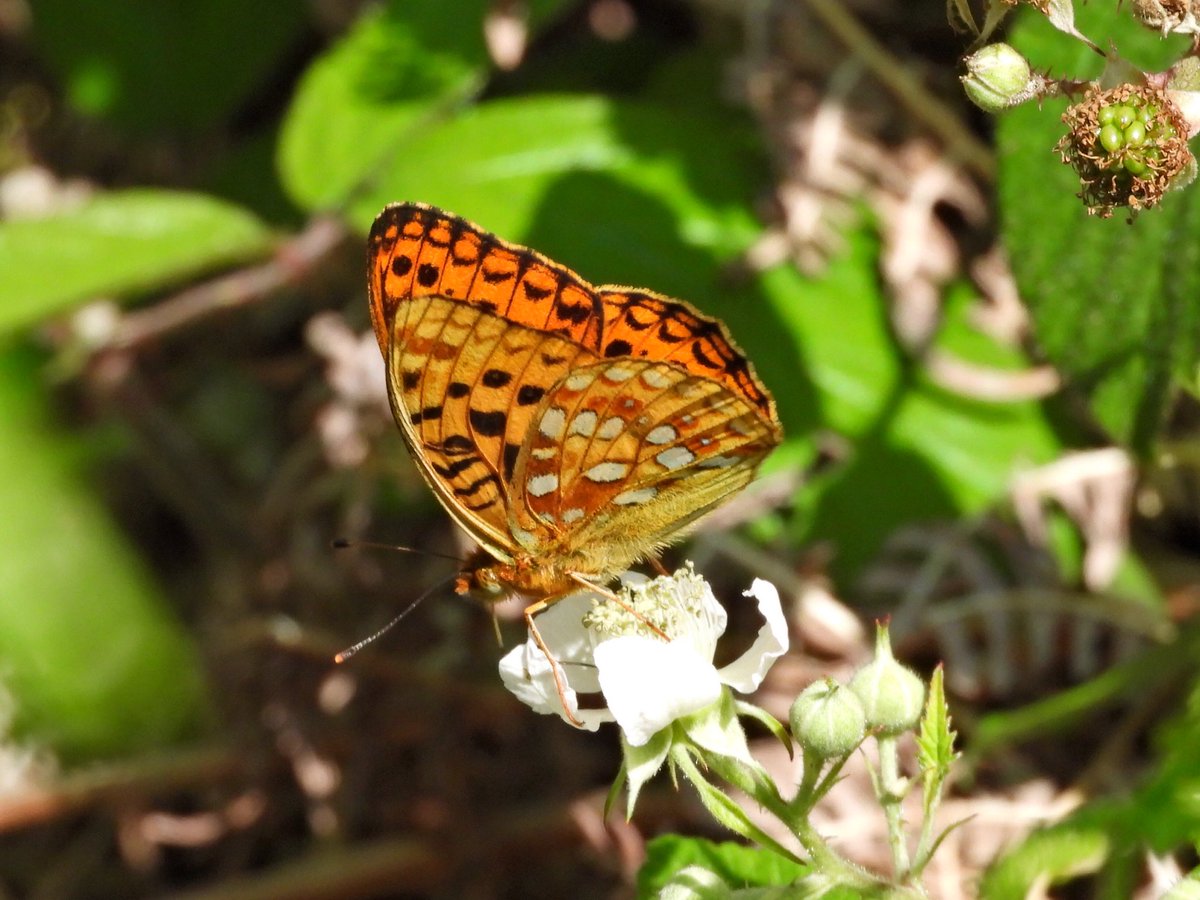 alanbodd's tweet image. Couple of photos of my 1st ever High Brown Fritillary’s at Aish Tor near Ashburton, Devon this afternoon.