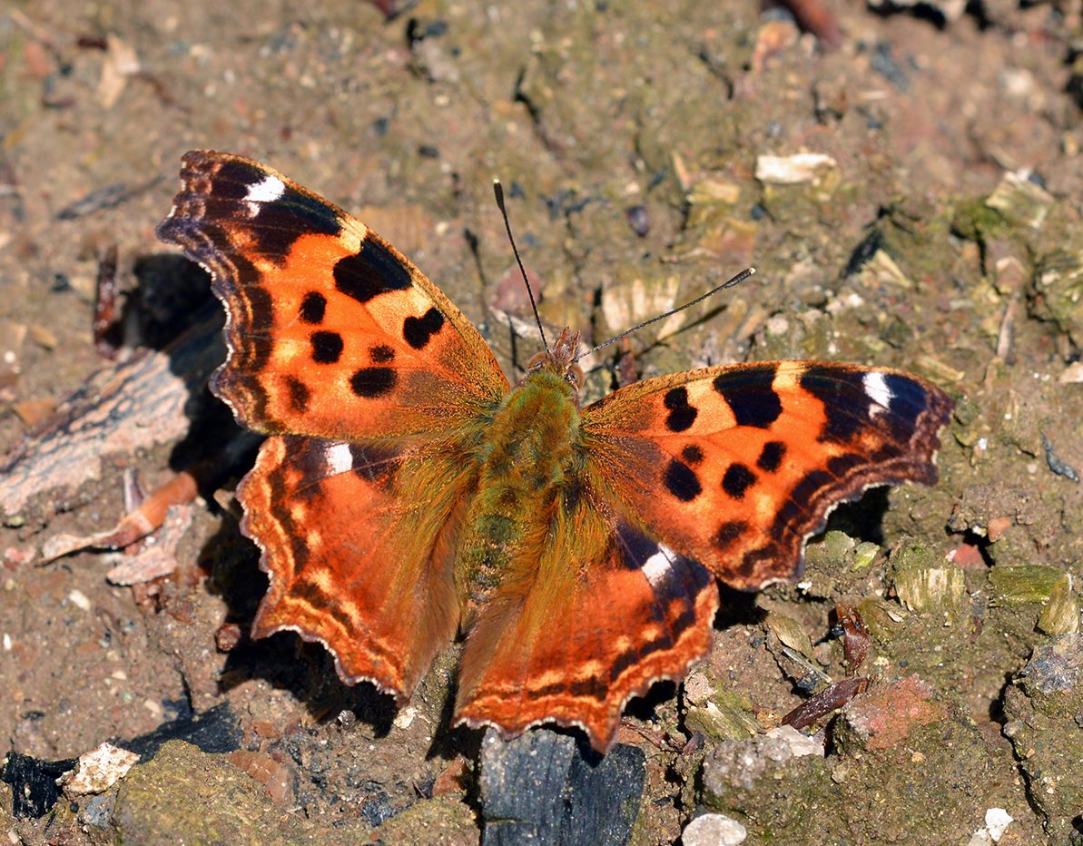 A special butterfly seen in Serbia today  - the star of the show in fact - False Comma (Nymphalis vau-album)!

Many more great butterflies too, on what is proving to be a very successful &amp; enjoyable trip for our guests!