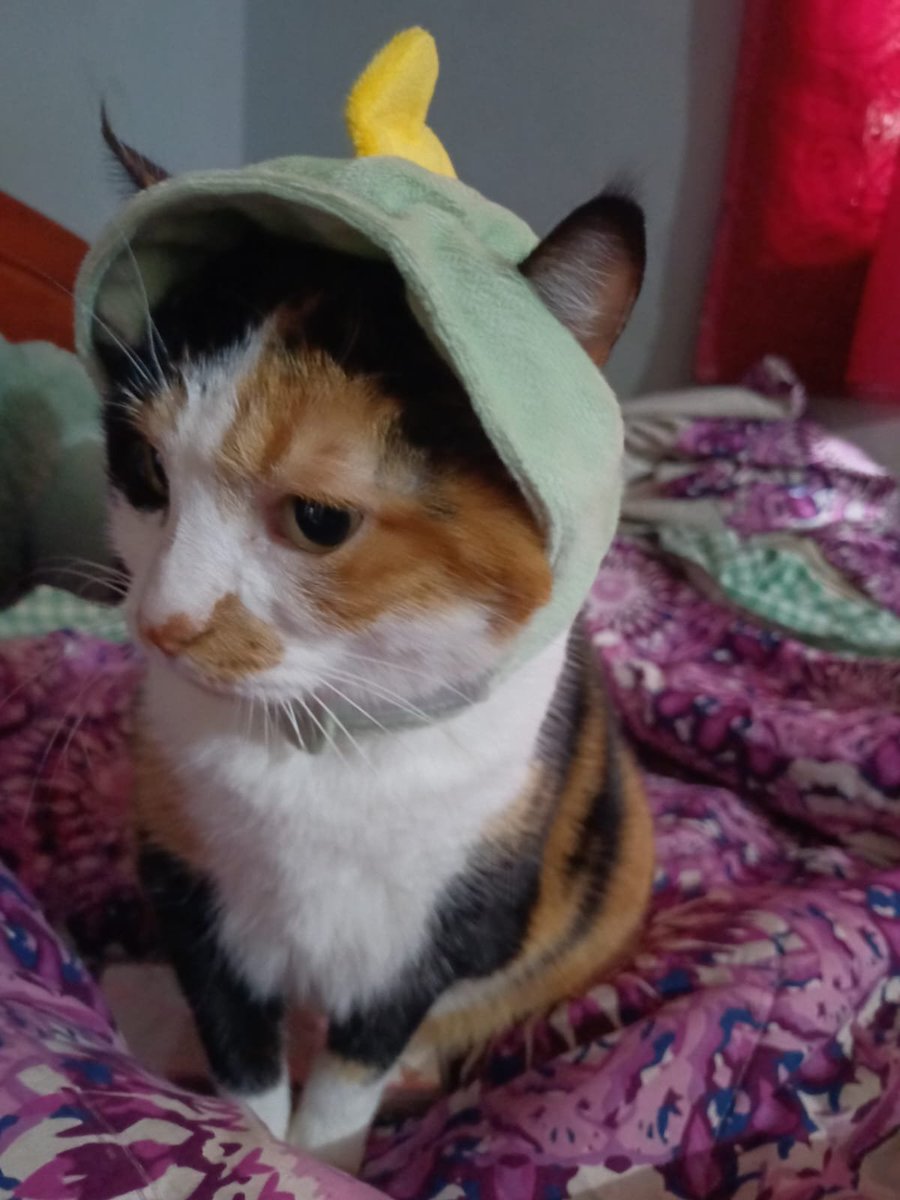 JustVT 🦇 tweet media