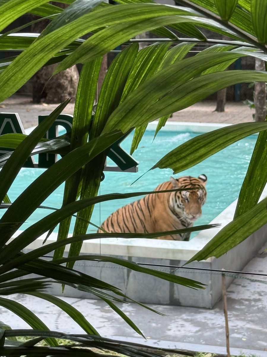在泰國🇹🇭喝個椰子水🥥

還⋯⋯⋯⋯

🤣可以看老虎🐅🐅🐅

老虎園還蠻有趣的🤭
🐅就在遊園車旁走來走去
感覺超像穿著老虎裝的員工
在那走秀😆