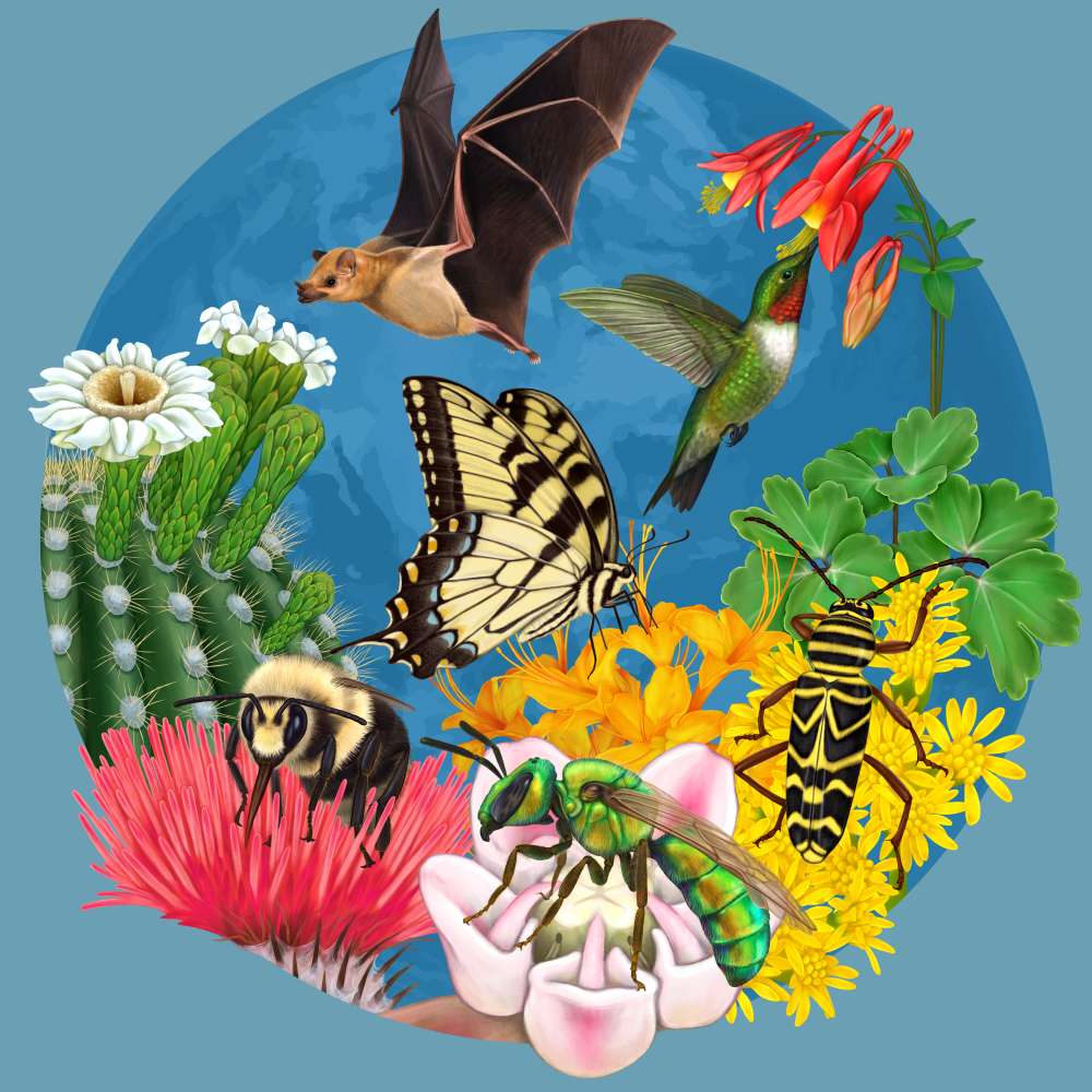 About 75% of all flowering plant species need animal pollinators for reproduction. As a result, pollinators contribute to ecosystem health and a sustainable food supply. Celebrate them this Pollinator Week! 

Art from Pollinator Partnership. Artist: Fiorella Ikeue #pollinators