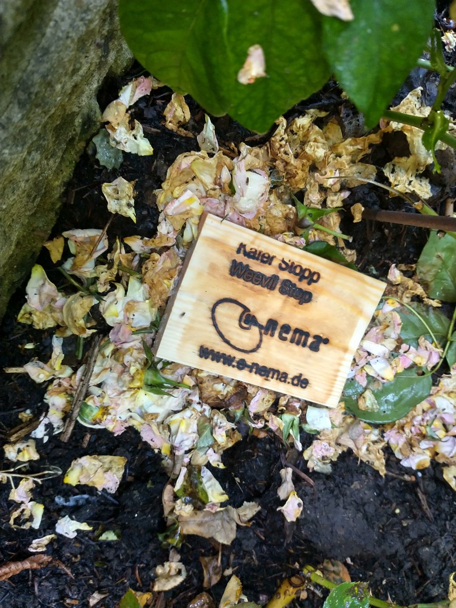 Now then lads, let's get to work! Look out for those pesky vine weevil 👀🐜 #naturalpredator 🌹