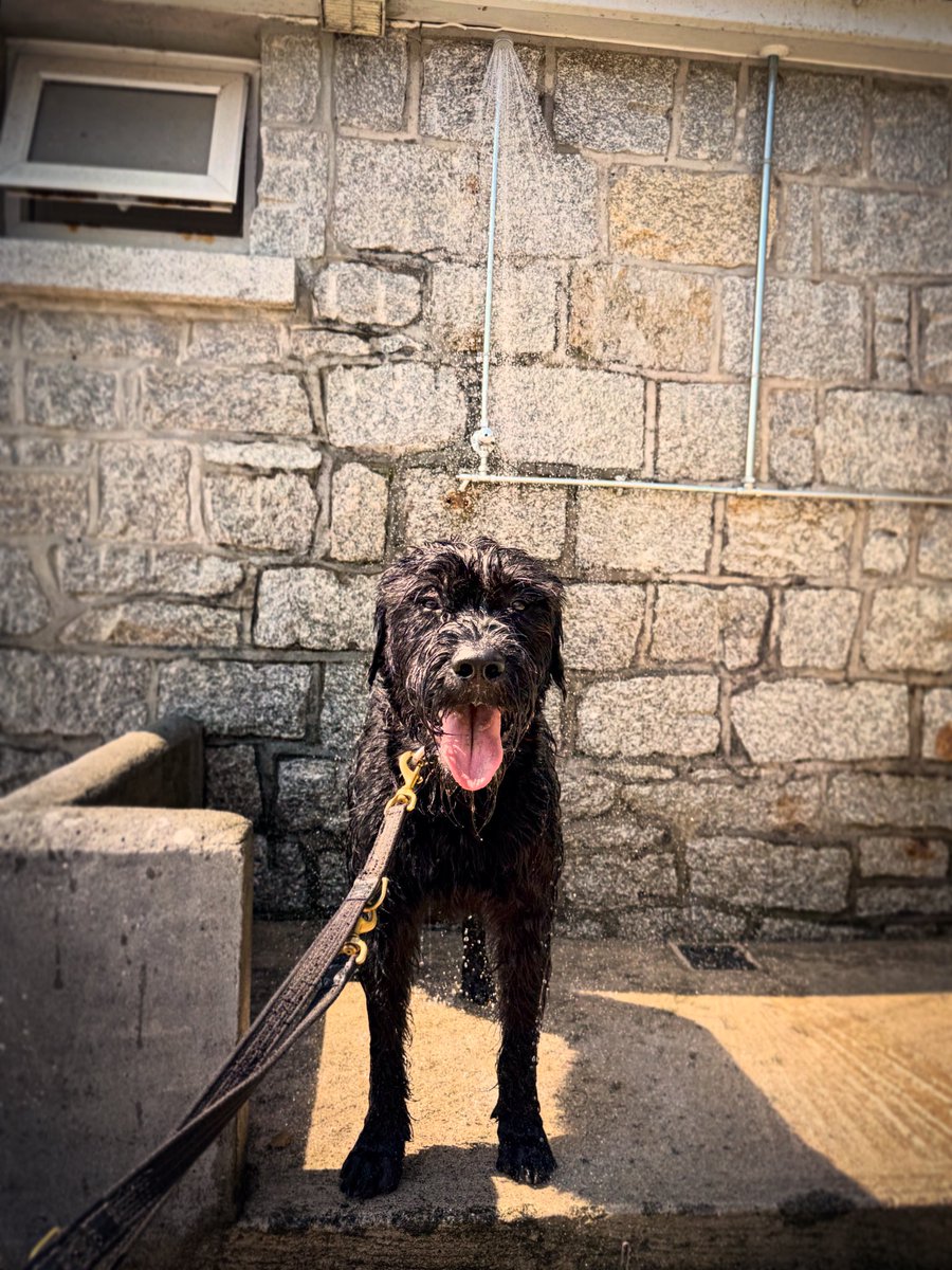 _GS_Albert's tweet image. Albert enjoyed a quick shower to cool off mid walk this morning, the only downside was having to get out to continue the walk ๐ถ๐ฟ๐