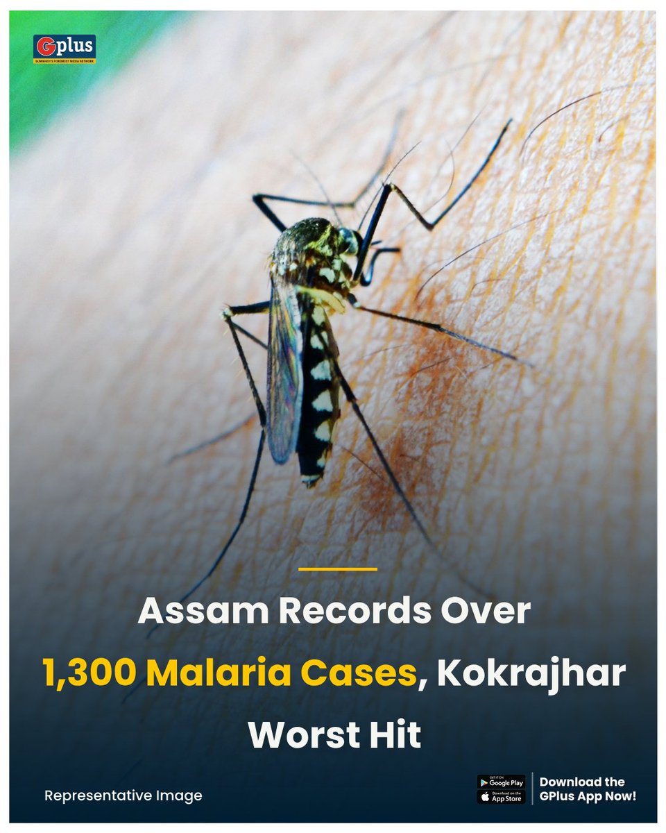 NEWS | #Assam has reported a rise in vector-borne diseases, with the number of #malaria cases crossing 1,300 mark this season. 

<a href="/TheAshokSinghal/">Ashok Singhal</a> <a href="/mygovassam/">MyGov Assam</a> <a href="/nhm_assam/">NHM_Assam</a> 

Read: guwahatiplus.com/assam/vector-b…