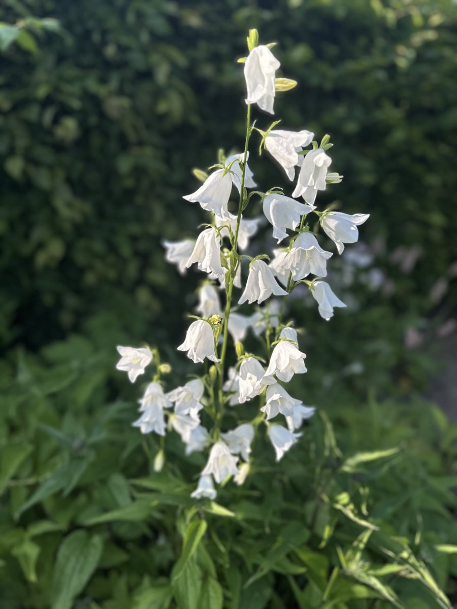 Beautiful evening dear family 🥰☺️🤍