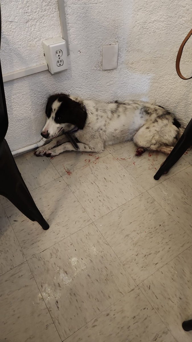lenriqueps's tweet photo. @iztacalconews acaban de atropellar a este perrito en Avenida Te, frente a @IztacalcoAl https://t.co/yWgwdmI3Tt