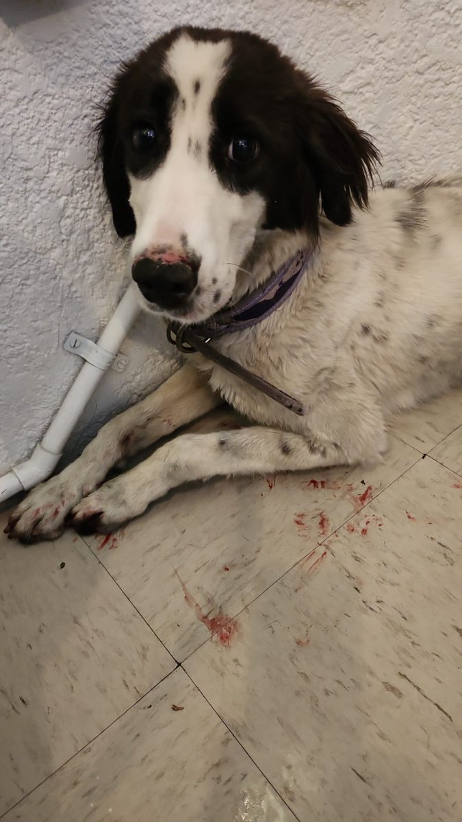 lenriqueps's tweet photo. @iztacalconews acaban de atropellar a este perrito en Avenida Te, frente a @IztacalcoAl https://t.co/yWgwdmI3Tt