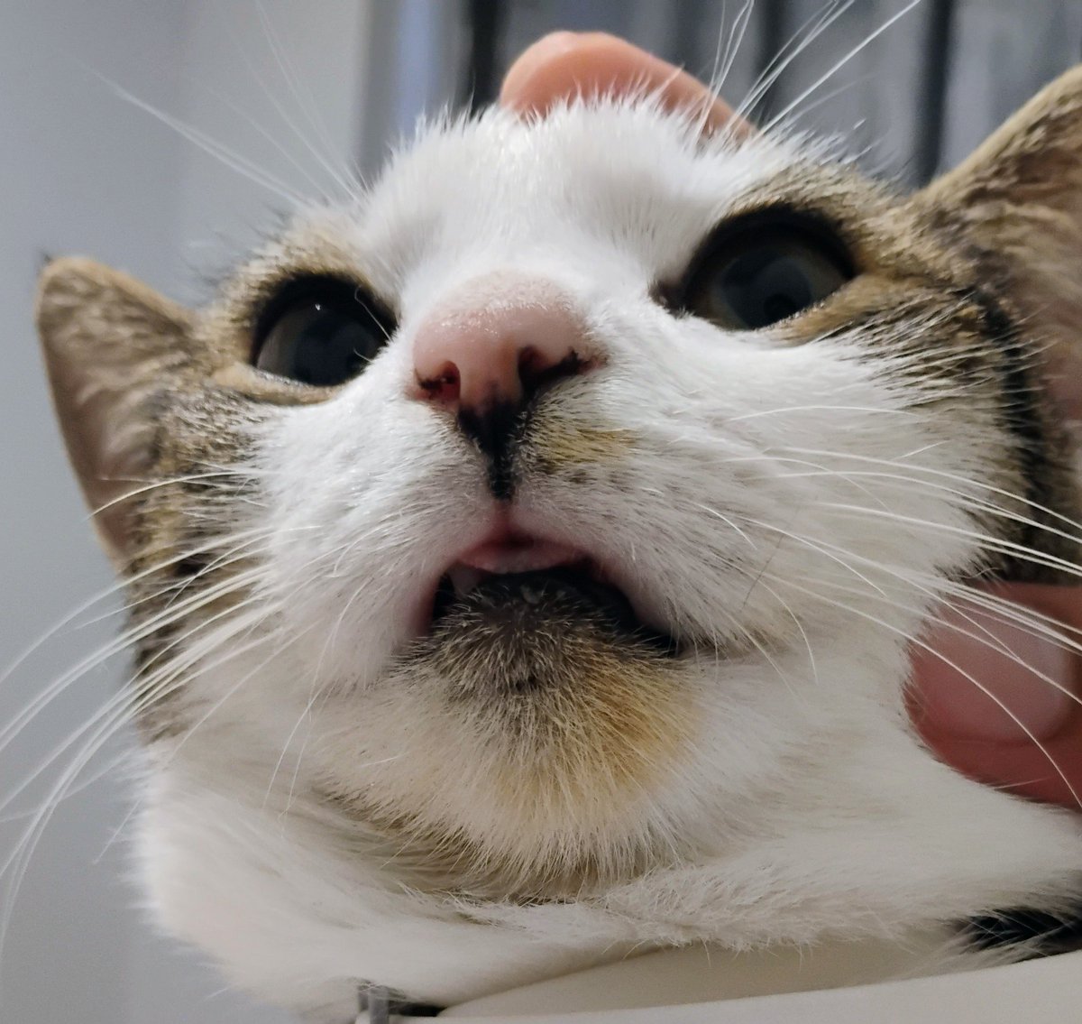 OctemberRust's tweet image. How did we find such a perfect cat