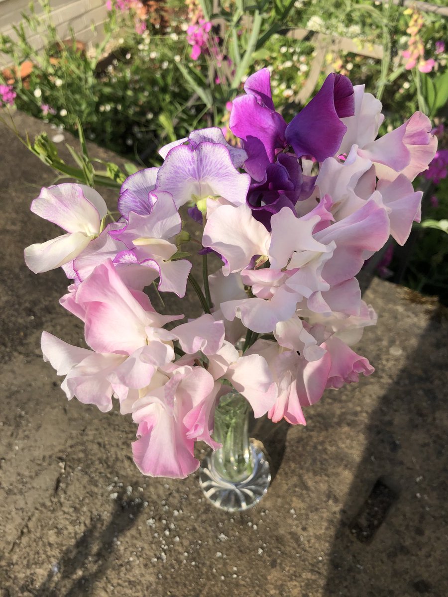 Always love the pre-show rejects!  Come and see us at The Early National #SweetPea show this weekend at #Webbs Garden Centre Frilford, Oxfordshire.  Hopefully our exhibitors will survive the heat.