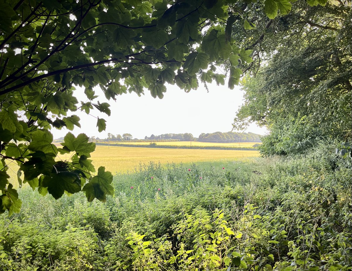 Almost midsummer now