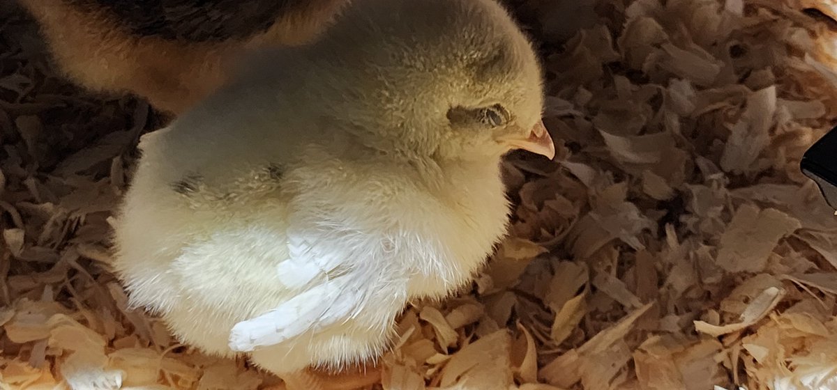 HarvestsXp's tweet photo. GAWD I want baby chicks again. Bout to go feral and go get some
#vtuber #vtuberen #midwestthings https://t.co/2gwKRwDasS