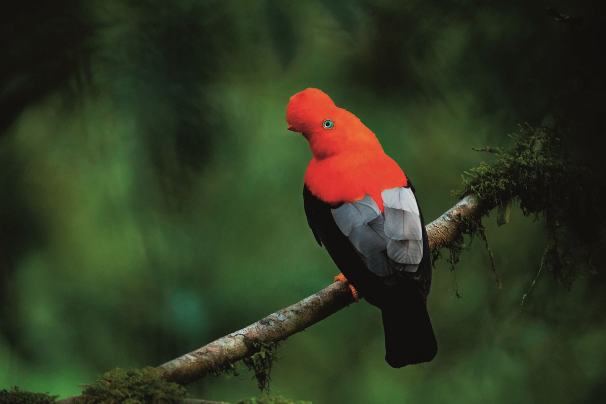 Agencia_Andina's tweet photo. 📸Libro “La Esperanza es verde” regresa con impactantes fotografías y la historia de las áreas naturales protegidas del Perú. 
👉https://t.co/TLko6Nox2R

Foto: Cortesía/ Revista Viajeros https://t.co/gtq1L5Om8X
