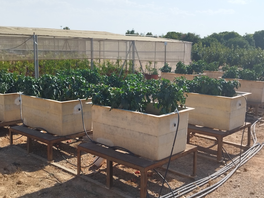 🌱BIOESTIMULANTES Y NUTRICIÓN 
Efectos de la fertilización nitrogenada con el inhibidor de la nitrificación DMPP

AA.VV | Instituto Valenciano de Investigaciones Agrarias (<a href="/GVAivia/">IVIA</a> ). 

Toda la información aquí 👇
shorturl.at/206JY

#Agricultura