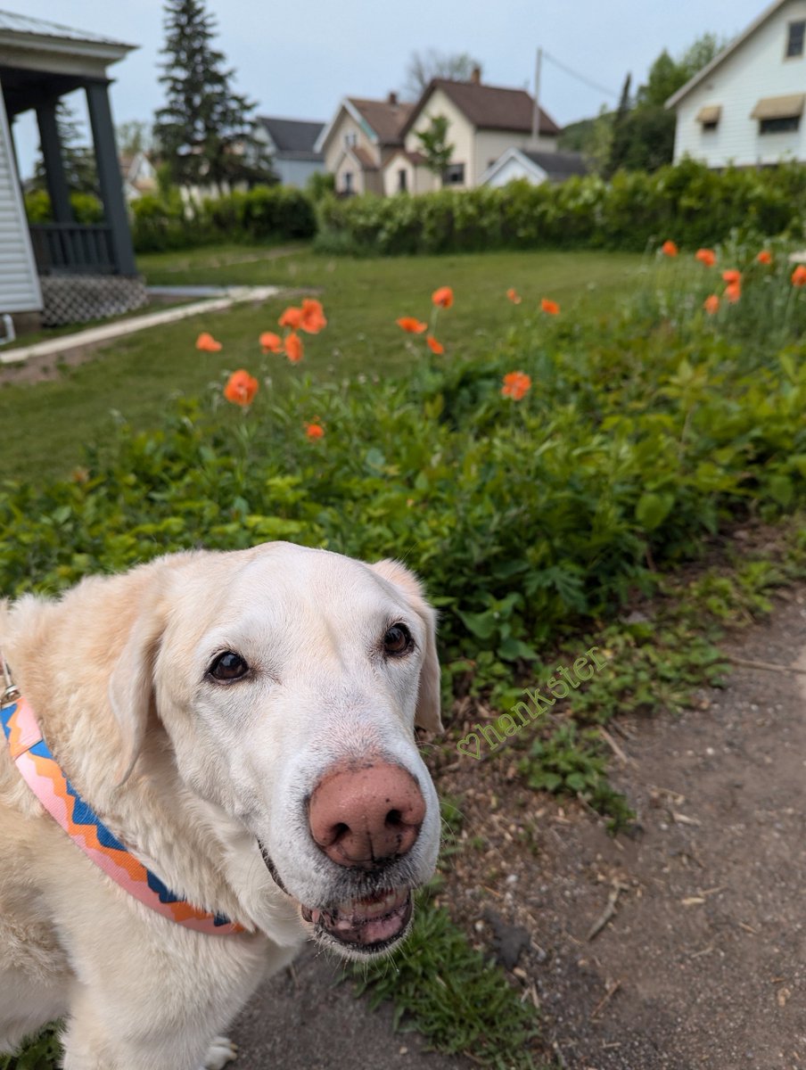 Yaay pals 🐽💦 da Poppies are blooming here! 🤗
😍🏵️🐽🏵️🧡 #HanksterFindsFloofs