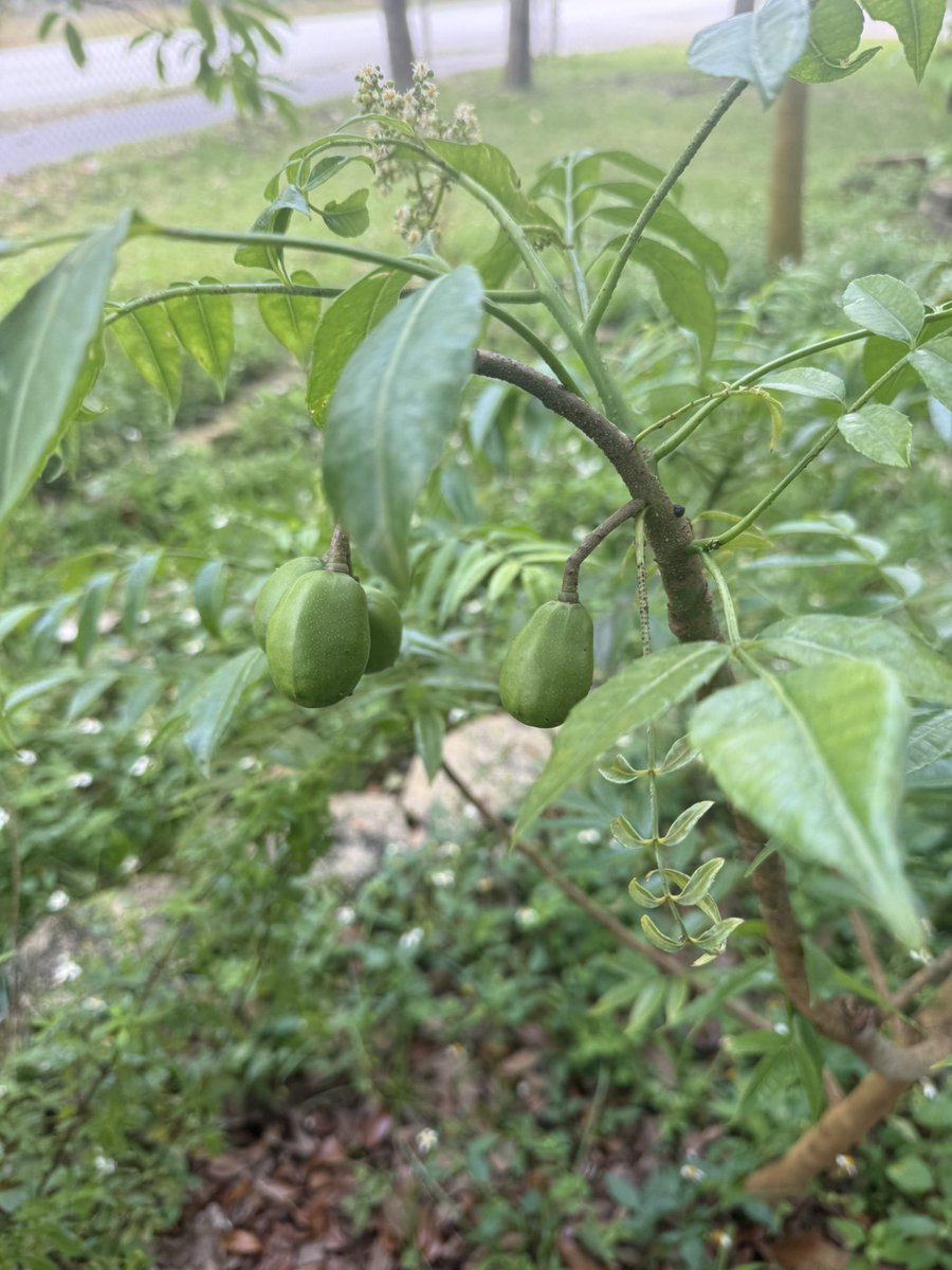 🌱 Two years ago, Boyd H. Anderson was named a Food Forest School—and we’re thriving! Thanks to the Tea Garden Grant, our students are growing fresh produce &amp; growing their minds with hands-on learning in science, social studies &amp; math—garden to table! 🌿🍅 #FoodForest