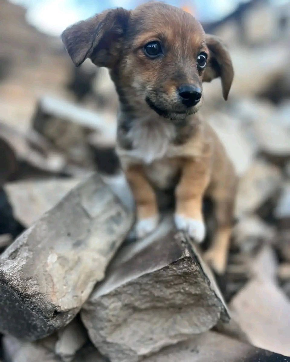 🆘Біда🆘репост! #Покровськ , місто стерте з землі, Поліна @polina_bobneva.22 неймовірно смілива дівчина приїхала востаннє годувати тварин, якщо хтось може взяти хоча б одного прохання дзвонити на viber , мобільного зв'язку там немає viber

 ☎️0997331712 

#покровськ #київ #дніпро