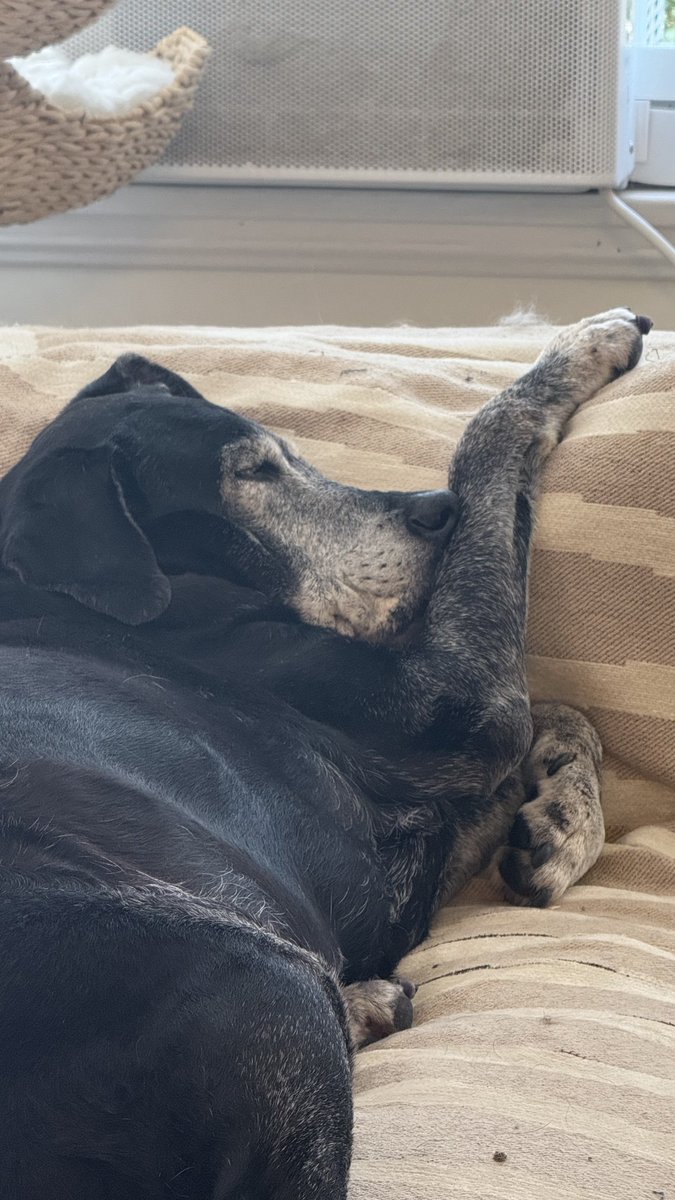 this dog is so unserious