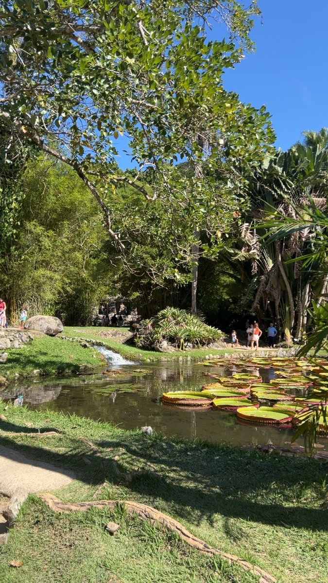 kaizzkd's tweet image. #natureza #plantas #goodvibes #mato 🍀🍀🍃🍃🍃🌿🌿🌿🌿🌴🌴🌴🌴🌴🌱🌱🌱🌱🌵🌵🌵🌱