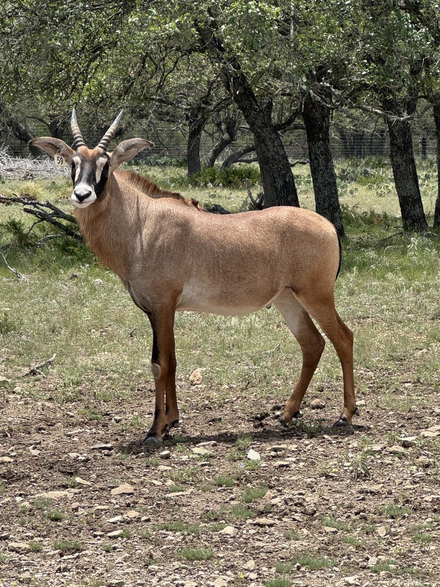 jessup66's tweet image. Hungry roan boy