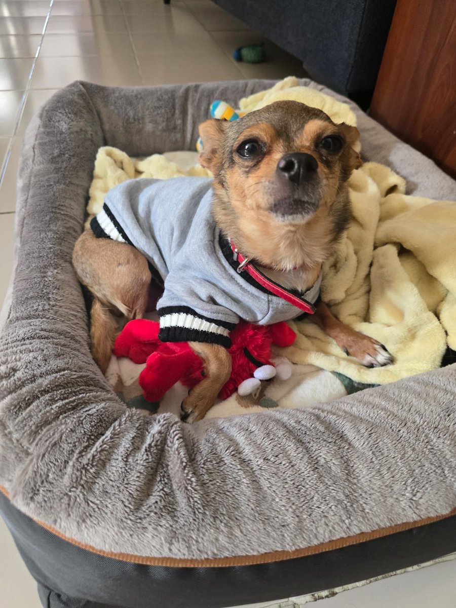 Aquí una Pulguita que les manda saludos.🥹

Año y medio después y su vida es maravillosa,es la vida que todos los perritos deberían tener.

Ya quedó atrás todo ese dolor,abandono y sufrimiento.

Rescatada y adoptada ✅