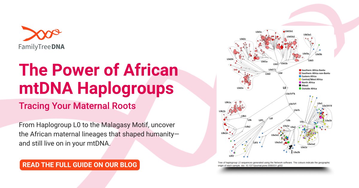 🧬 This Juneteenth, celebrate Freedom Day by tracing your maternal ancestry back to Africa.

Author Sherman McRae guides you through African mtDNA haplogroups—from L0 to the Malagasy Motif.

Read the full guide: tinyurl.com/5x7w2c55
#Juneteenth #mtDNA #FamilyTreeDNA