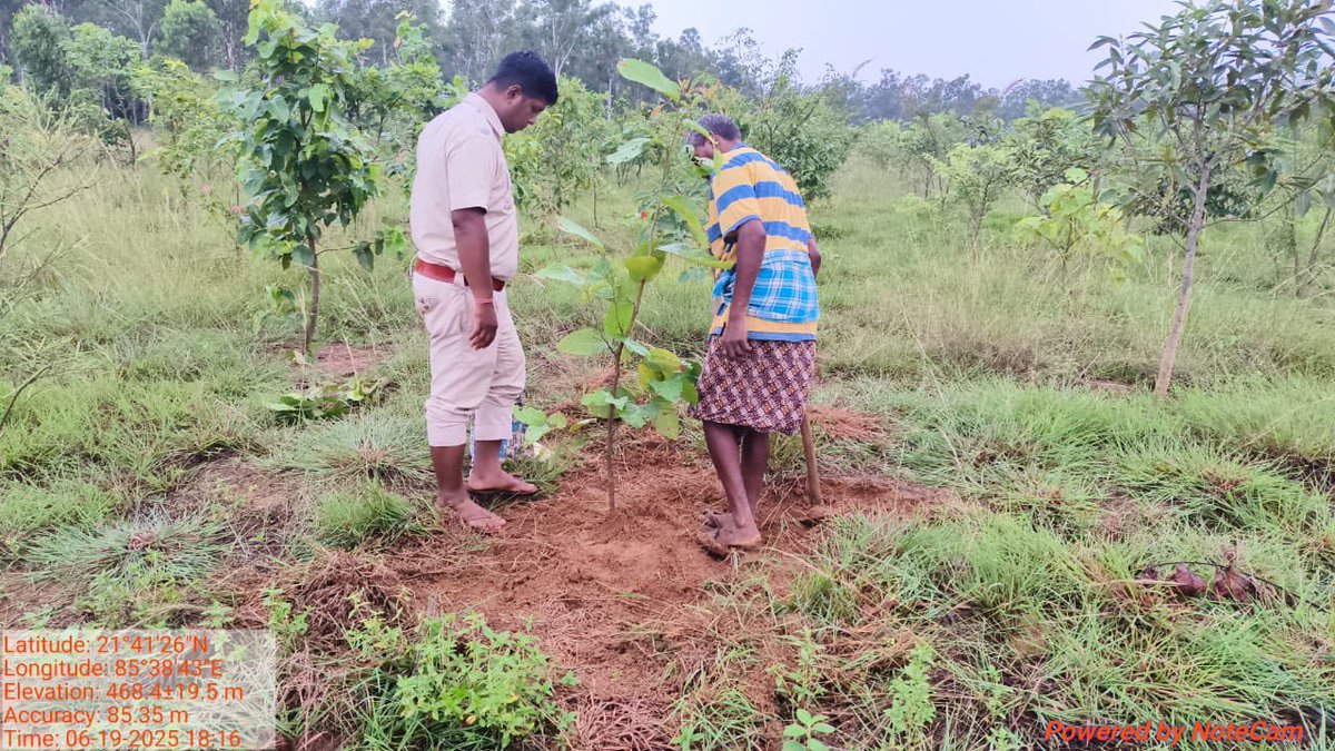 Divisional Forest Officer, Keonjhar (T) (@dfokeonjhar) on Twitter photo Casualty replacement has commenced as monsoon sets in.
<a href="/CMO_Odisha/">CMO Odisha</a> <a href="/ForestDeptt/">Odisha Forest, Env. and Climate Change Department</a> <a href="/PCCFWL_Odisha/">PCCF WL & CWLW, Odisha</a> <a href="/pccfodisha/">PCCF & HoFF Odisha</a> <a href="/RourkelaRc79045/">RCCF Rourkela</a> Casualty replacement has commenced as monsoon sets in.
<a href="/CMO_Odisha/">CMO Odisha</a> <a href="/ForestDeptt/">Odisha Forest, Env. and Climate Change Department</a> <a href="/PCCFWL_Odisha/">PCCF WL & CWLW, Odisha</a> <a href="/pccfodisha/">PCCF & HoFF Odisha</a> <a href="/RourkelaRc79045/">RCCF Rourkela</a>