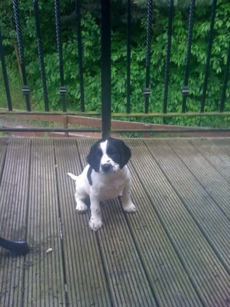 16 years ago was Angel Hartsons gotcha day. Here him was on the days me hoos got him. Me wasn’t born yet but me came along a month later but didn’t find me way to me hoos until 2 years later. We love you Angel Hartson. We still talk about you every day ❤️❤️