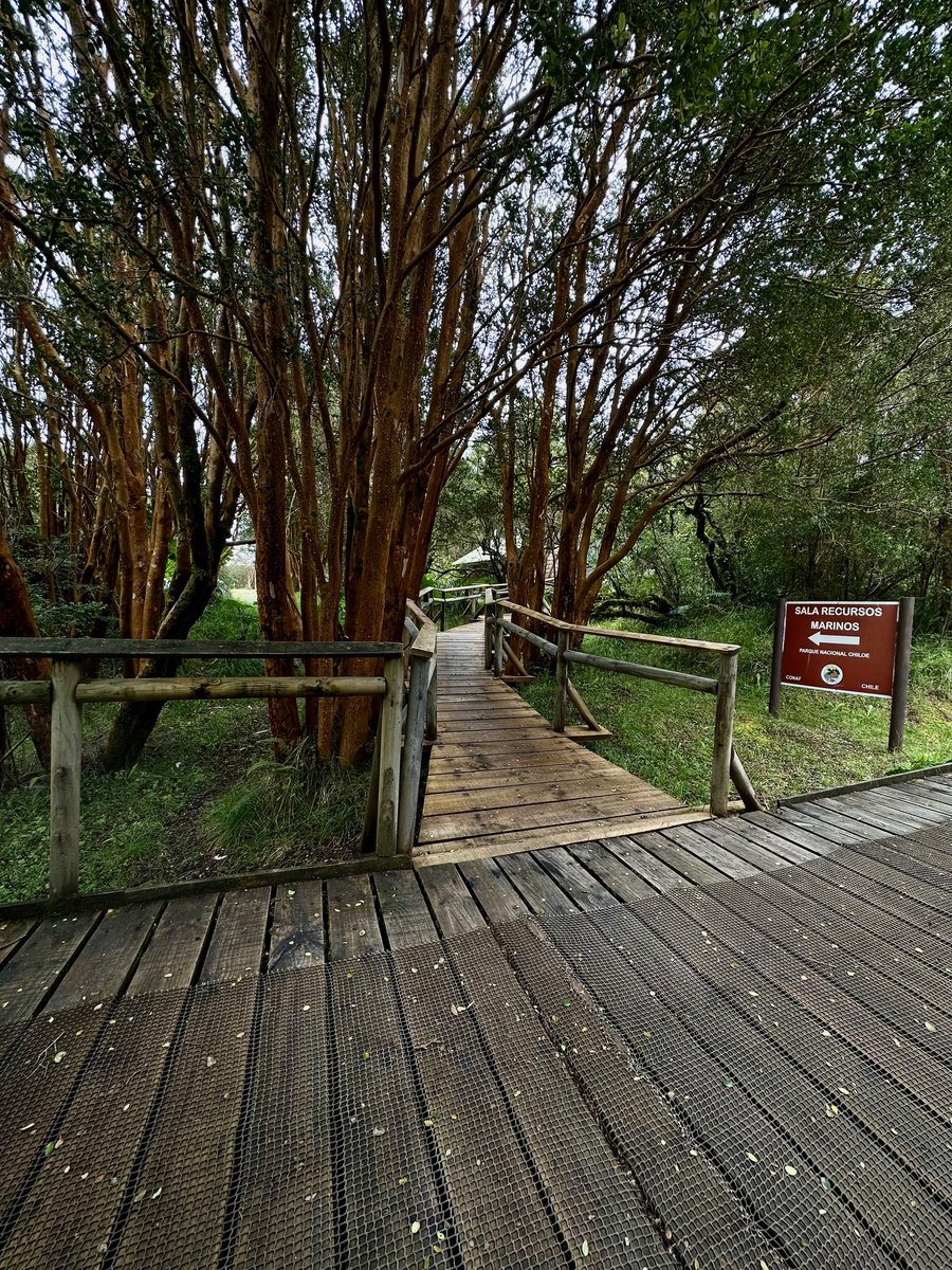 conaf_loslagos's tweet image. El Parque Nacional Chiloé presentó su Cuenta Publica 2024 via online,donde se dio a conocer que 30.987 personas visitaron el parque.La Unidad sigue con el fiel compromiso de protección y conservación de su rica biodiversidad,flora y fauna @conaf_minagri