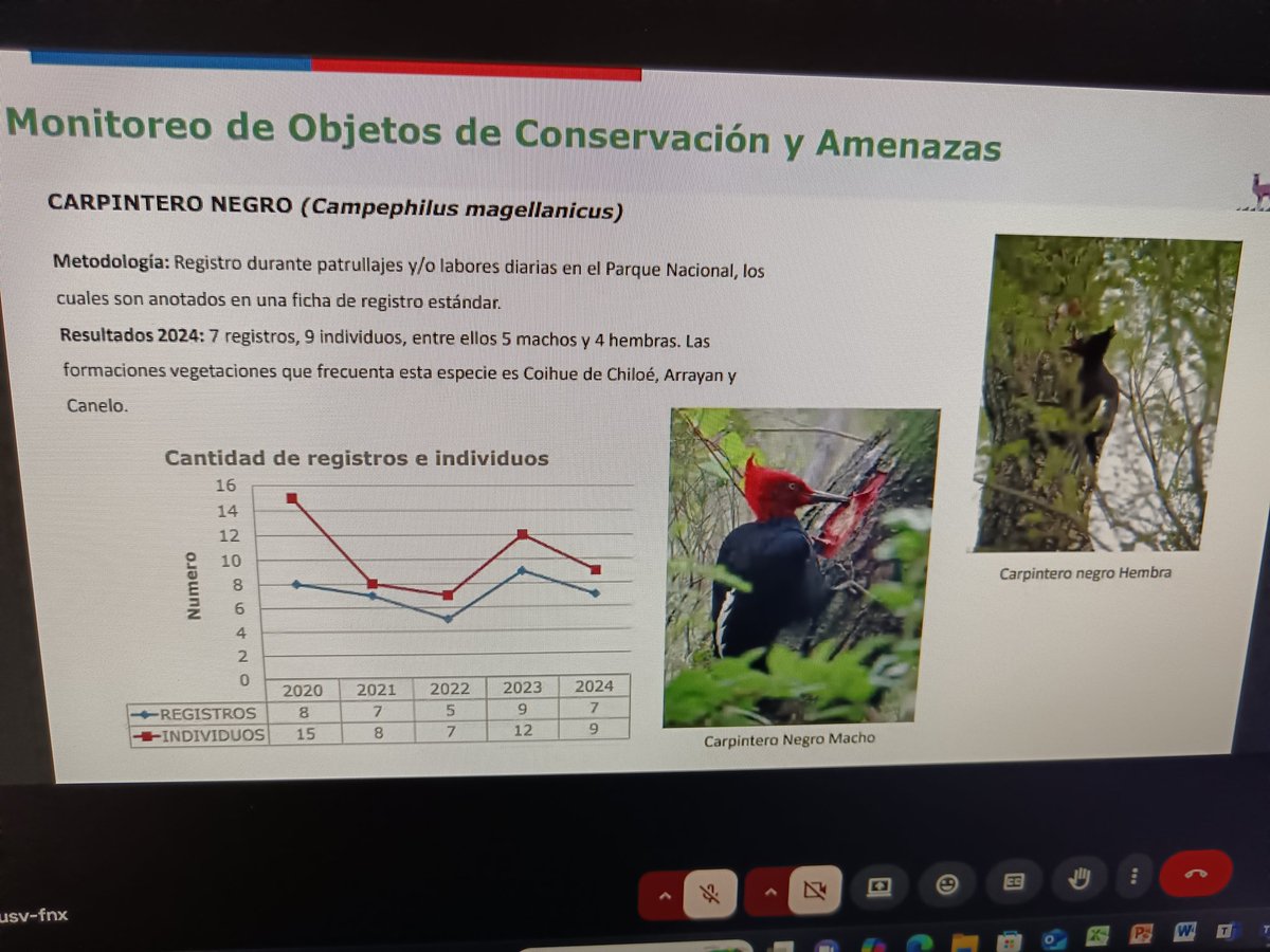 conaf_loslagos's tweet image. El Parque Nacional Chiloé presentó su Cuenta Publica 2024 via online,donde se dio a conocer que 30.987 personas visitaron el parque.La Unidad sigue con el fiel compromiso de protección y conservación de su rica biodiversidad,flora y fauna @conaf_minagri