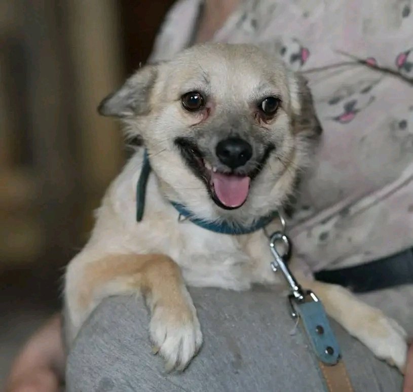 Київ,область!
Шукаємо родину маленькій Жужі !!!
вік приб.рік, 7 кг
Стерильна,має щепл.
Спокійне лагідне дитя,яке викинули на трасі і воно перелякане не знало куди бігти .
дівчинка знаходиться у притулку  біля Києва .Такій маленькій дуже важко виживати у притулку.
тел.0663624077