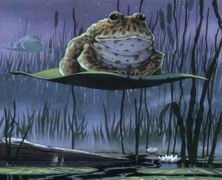 No Context Frogs (@nocontextfrogs) on Twitter photo 
