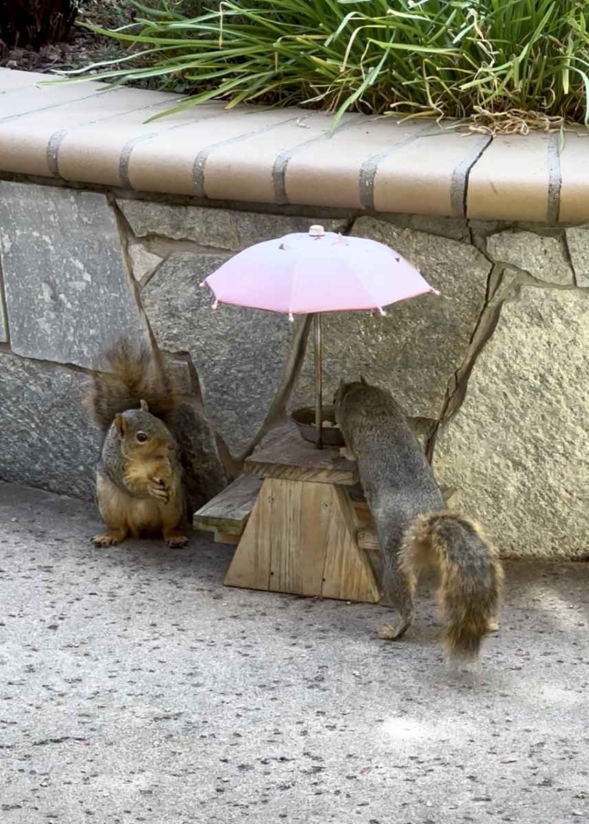 squirrelbuzz's tweet image. “Hey, whatcha doing?! This is my table!” #squirrelcafe ☕️🐿️ #squirrels #squirrelscrolling