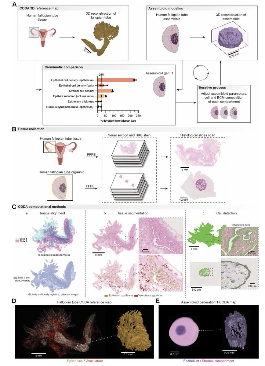 deniswirtz's tweet image. A fully functional organoid has to have the right form.
We have developed a multi-compartment assembloid of a human organ, whose design converges iteratively towards the 3D map of that organ via CODA.
Proof of principle for the human fallopian tube:
science.org/doi/full/10.11…