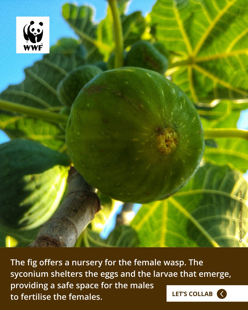 The fig tree and the fig wasp have co-evolved over millions of years, forming a perfectly synced partnership that enables the tree’s pollination and the wasp’s reproduction. 

Swipe to explore this incredible partnership!

#WWFIndia #LetsCollab #Wildlife #Symbiosis