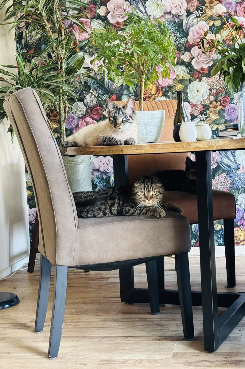 Van geen enkele kat meer in huis naar drie ❤️

Zijn de katten van de buren en ja, die zijn van harte welkom!