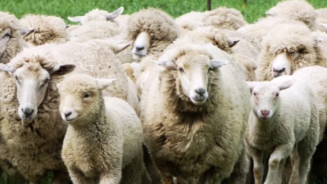 Desmantelamiento de la ley ovina: El sector patagónico en alerta máxima
#LeyOvina #Alerta #Ganadería 
elrural.com/noticias-agrop…