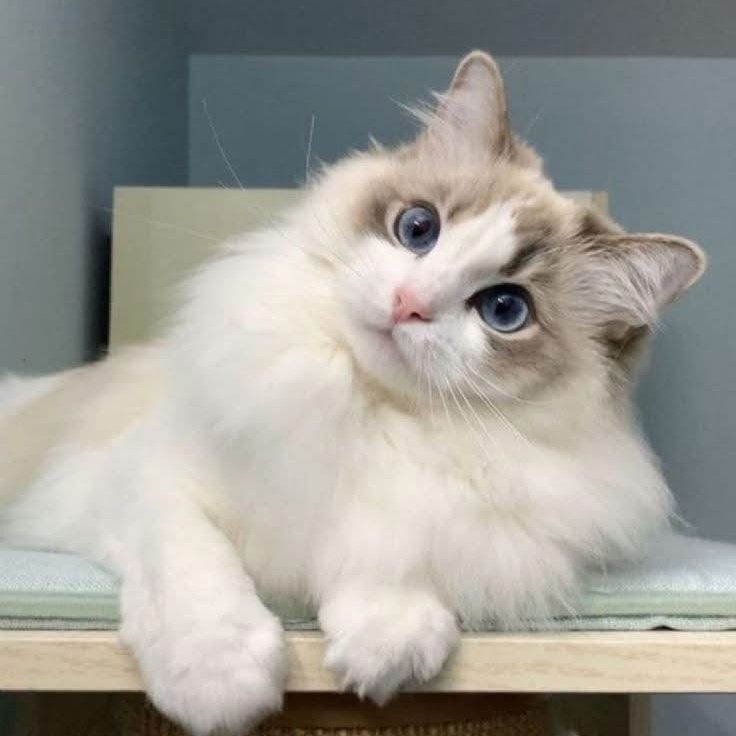 taetaeriyaaa's tweet photo. 𝓡𝓲𝓬𝓴𝔂 - Ragdoll https://t.co/iczexPPWVP