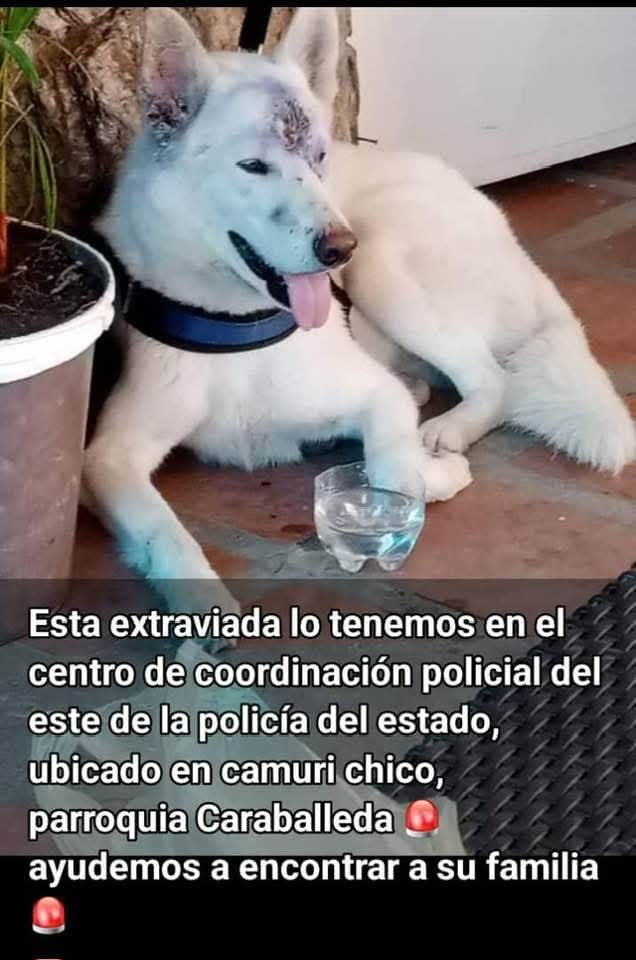 EXTRAVIADA. Busca a su familia humana, Camuri Chico, Caraballeda, La Guaira