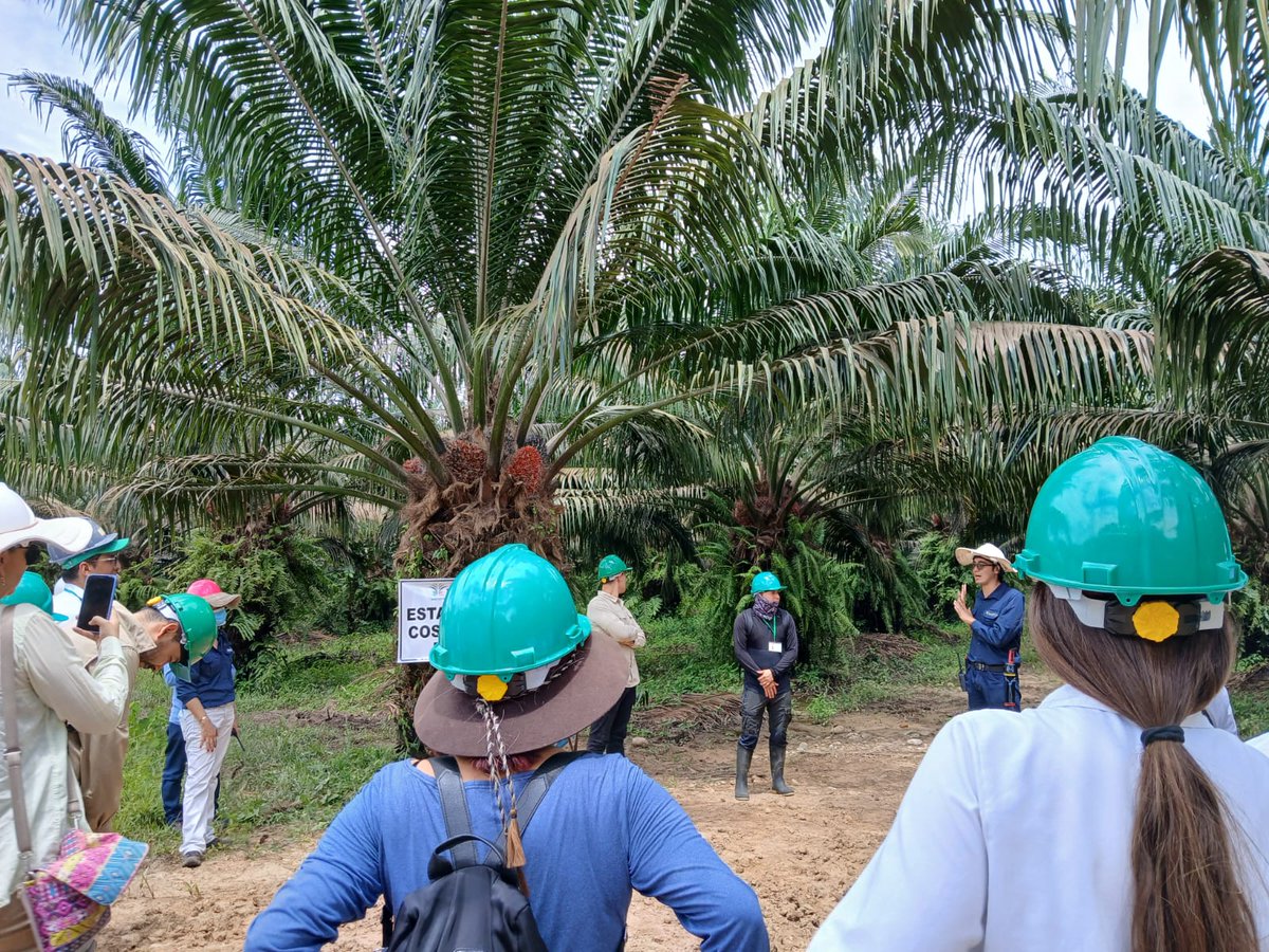 Fedepalma tweet media