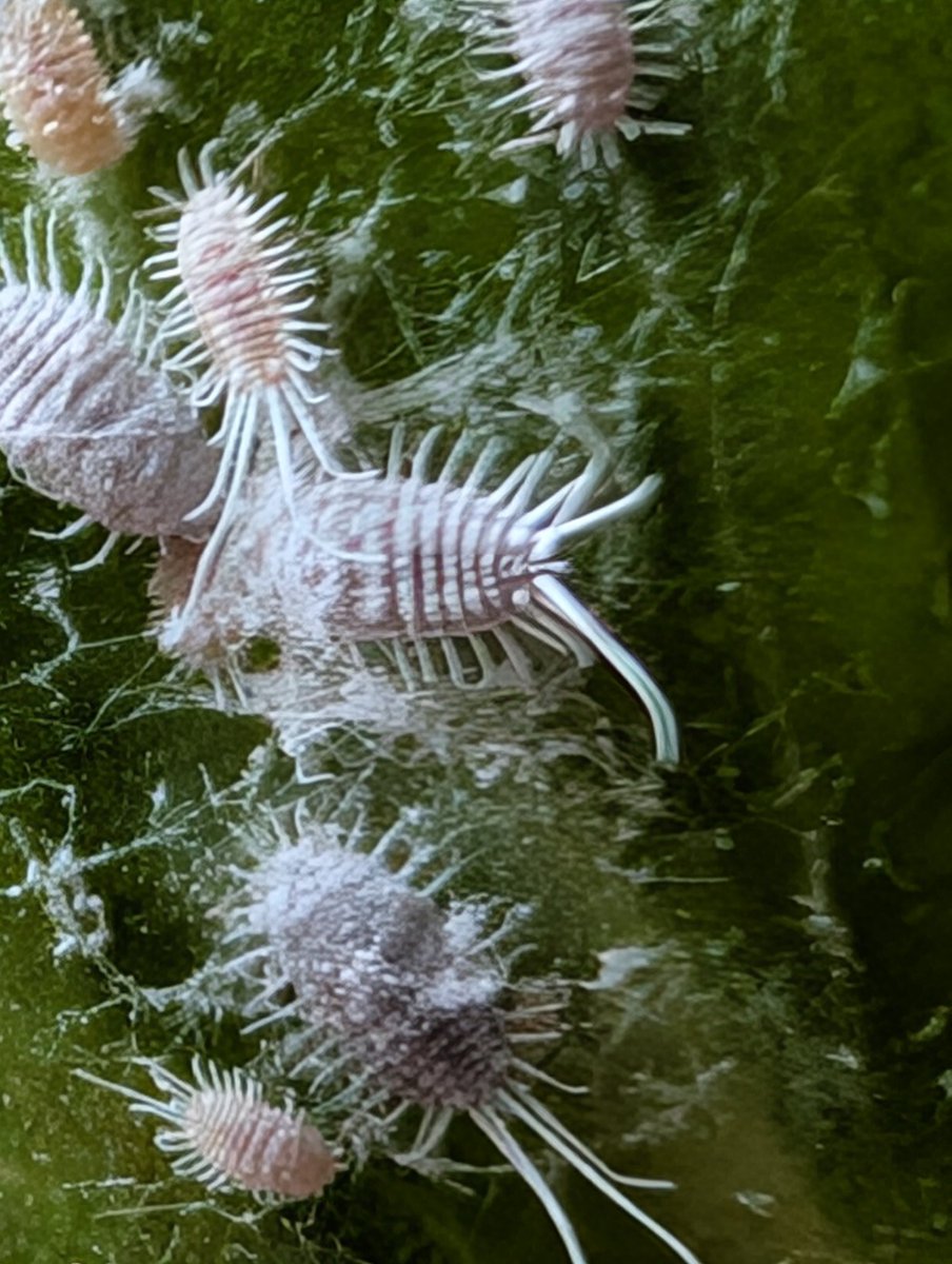 Taken from my Google pixel 9 
This thing has a microscope 🔬
