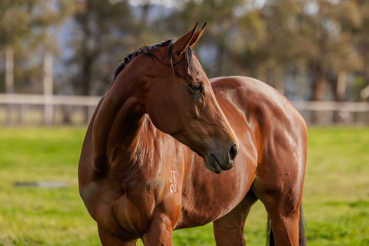 Here she is! ☘️

Multiple Group 1-winning mare, Zougotcha!
Thriving in her new environment, she will be lining up a date with our champion sire, Wootton Bassett. 💙

#CoolmoreSires #HomeOfChampions