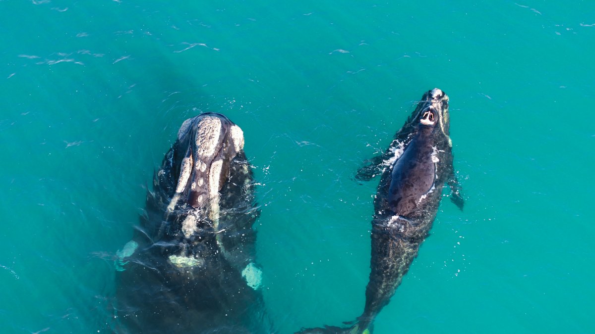 Victorian waters are starting to be visited by humpback and southern right whales. Keep them safe by obeying distance rules: 
🚤 Boats are not to approach within 200m, 300m for Jet skis 
🏊 Swimmers &amp; surfers within 50m 
🚁 Aircraft within 500m 
More: bit.ly/452bhrT