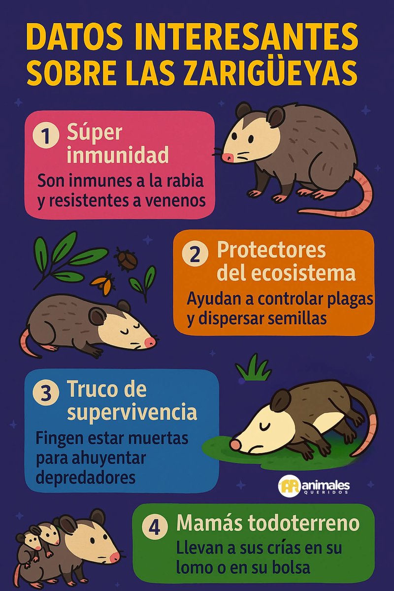 caracolita marina (@caracola7mares) on Twitter photo  caracolita marina (@caracola7mares) on Twitter photo