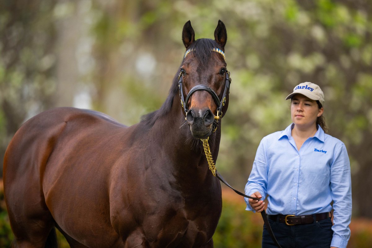🥇 #HarryAngel leads the way this season in Australia with 3 G1 winners - no stallion has more.