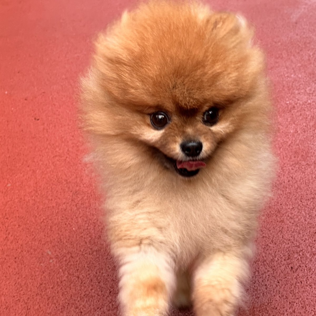 Mandom5354's tweet photo. 【#可愛】  
開心跑
🐶🎀🐶🎀🐶🎀 
ฅ•ﻌ•ฅ 
#pomeranian #博美 #松鼠狗 #ポメラニアン #伊貝 #pomeeevee #イーブイ #ポメ #ペット #ポメラニアン大好き #ポメラニアンが世界一可愛 #いぬのきもち https://t.co/iOqouj6VTm