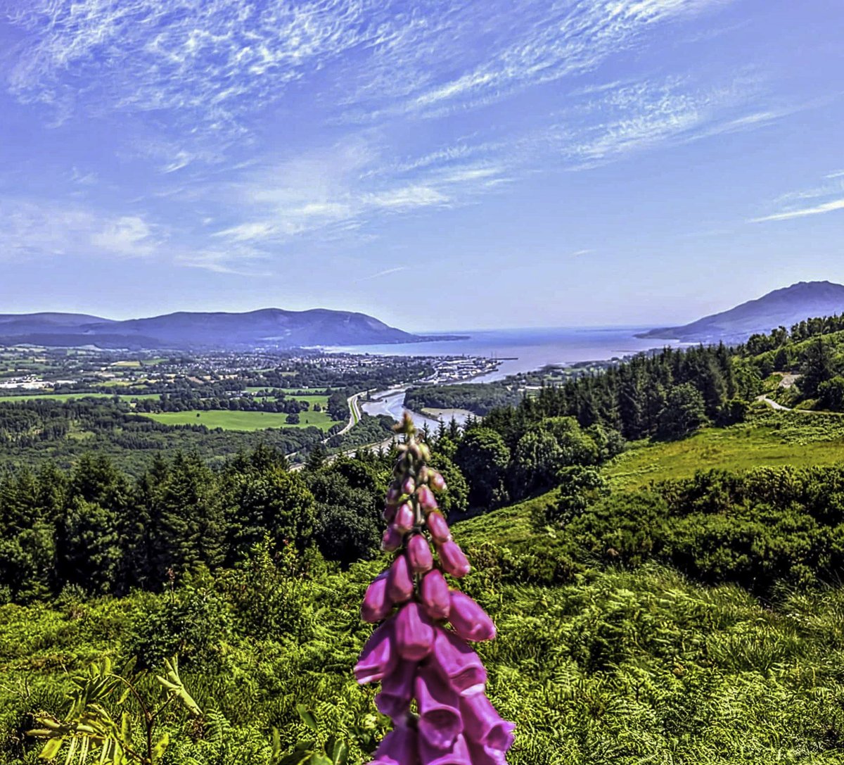 Gerard McCreesh (@gerardmccr12704) on Twitter photo Fox glove view of Flagstaff, Co.Down
<a href="/WeatherAisling/">Aisling Creevey</a> <a href="/Louise_utv/">Louise Small</a> <a href="/bbcweather/">BBC Weather</a> <a href="/ScenesOfUlster/">Scenes of Ulster</a> <a href="/ThePhotoHour/">#ThePhotoHour</a> <a href="/barrabest/">Barra Best</a> <a href="/angie_weather/">angie phillips</a> <a href="/WeatherCee/">Cecilia Daly</a> <a href="/CarlingfordIRE/">Carlingford Lough</a> Fox glove view of Flagstaff, Co.Down
<a href="/WeatherAisling/">Aisling Creevey</a> <a href="/Louise_utv/">Louise Small</a> <a href="/bbcweather/">BBC Weather</a> <a href="/ScenesOfUlster/">Scenes of Ulster</a> <a href="/ThePhotoHour/">#ThePhotoHour</a> <a href="/barrabest/">Barra Best</a> <a href="/angie_weather/">angie phillips</a> <a href="/WeatherCee/">Cecilia Daly</a> <a href="/CarlingfordIRE/">Carlingford Lough</a>