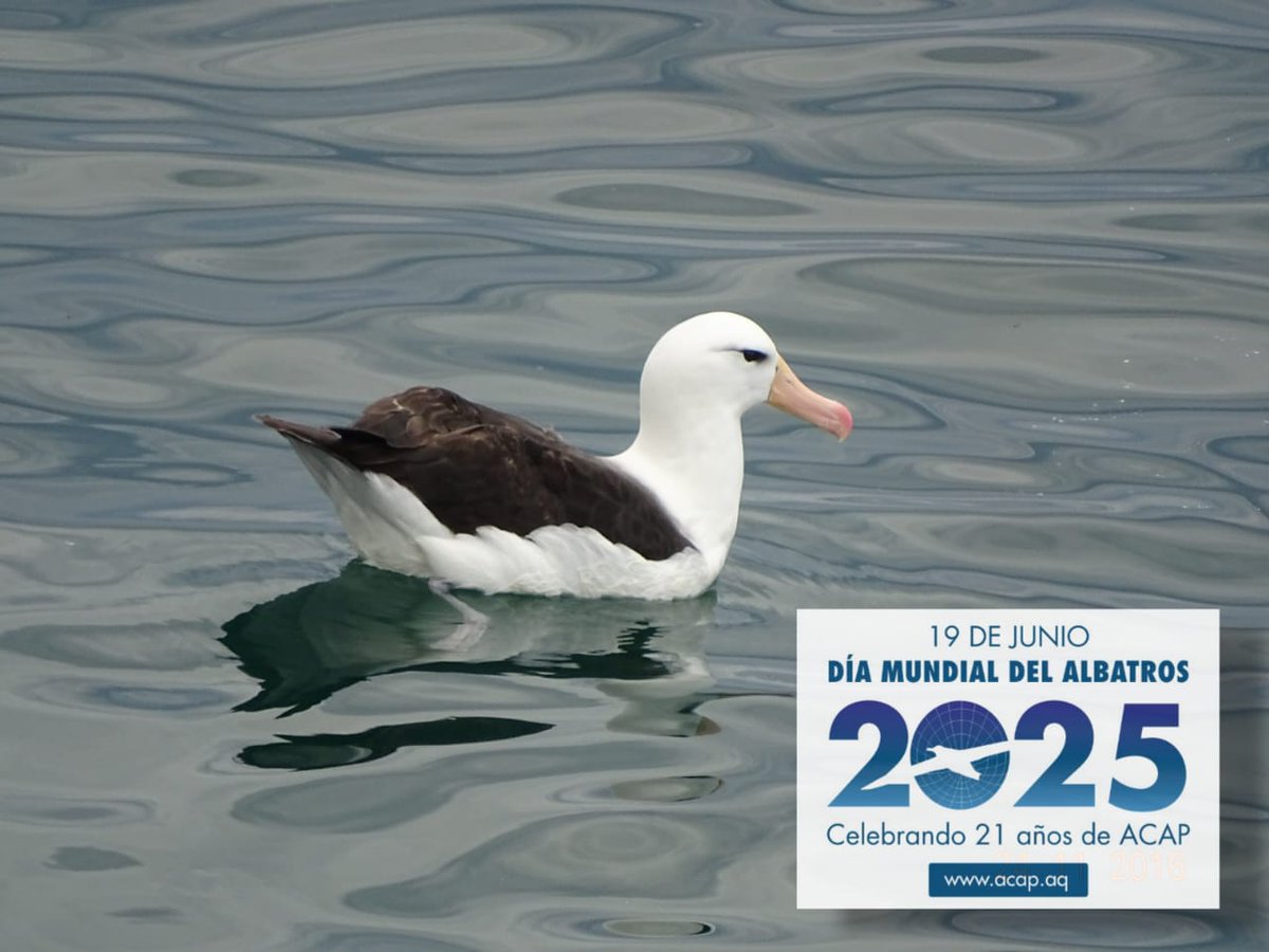 Hoy como cada 19 de junio desde hace 6 años se celebra el Dia mundial de los #Albatros
Este día se conmemora a partir de la crisis de conservación que enfrentan las 31 especies listadas en el Acuerdo sobre la Conservación de Albatros y Petreles (<a href="/Acap_birds/">ACAP</a>) 🌊
📸 <a href="/JesipazAndrea/">Jesica Paz</a>