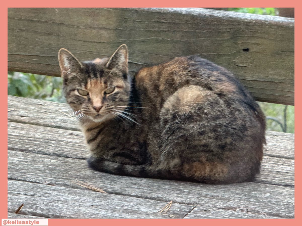 Kelina Style (@kelinastyle) on Twitter photo 